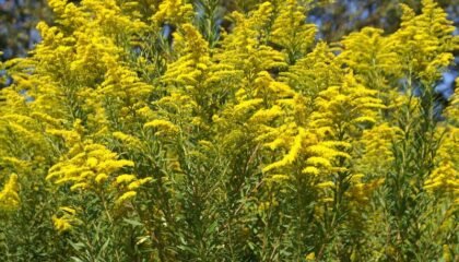 közönséges aranyvessző (Solidago virgaurea)