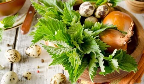 Csalán a sokoldalú gyógynövény! Receptek csalánnal: csalánleves, csalánfőzelék, csalántea