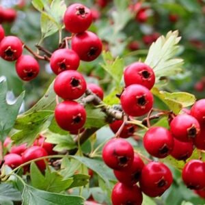 Galagonya lekvár készítése – RECEPT